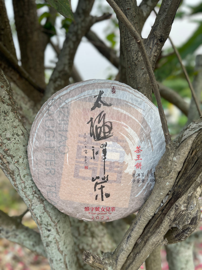 2023 太極禪茶 - 茶王餅 Chan Tea of Taiji - Chawangbing